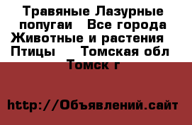 Травяные Лазурные попугаи - Все города Животные и растения » Птицы   . Томская обл.,Томск г.